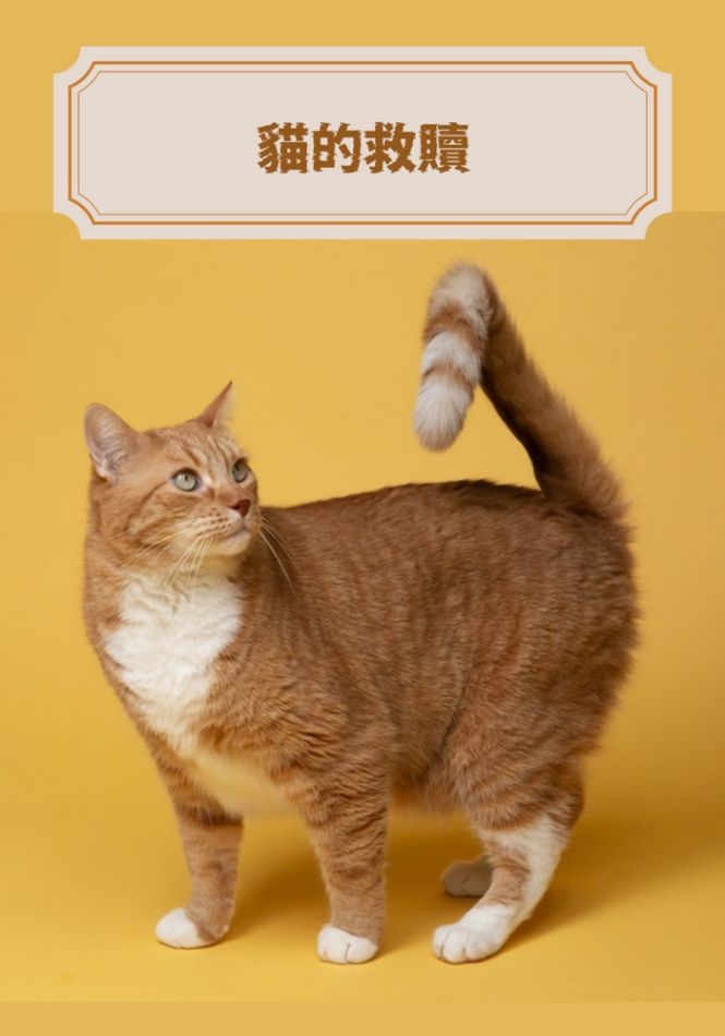 貓的救贖