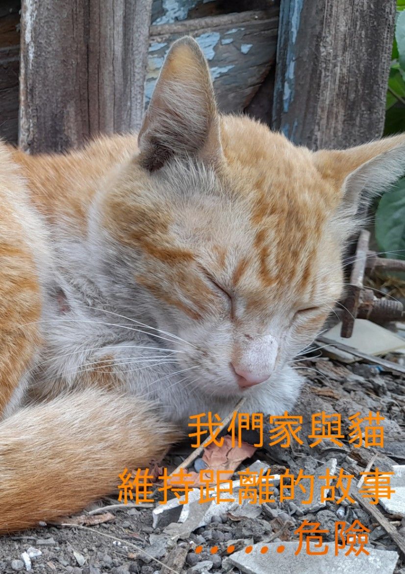 我們家與貓維持距離的故事
