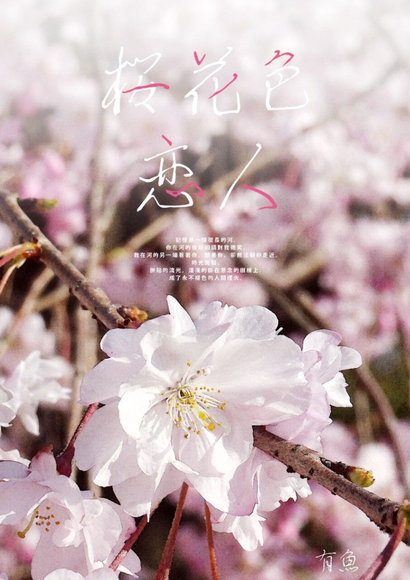 櫻花色戀人